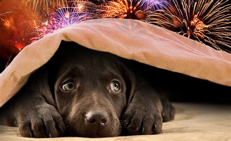 3 Tips to Help Your Pets During Fireworks Season - One Heart Healing Center