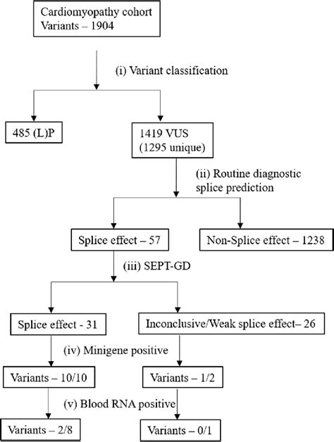 Schematic representation of prioritised splice variants for in vitro ...