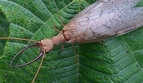 Most terrifying insect in Pa. is showing up at our porch lights - pennlive.com