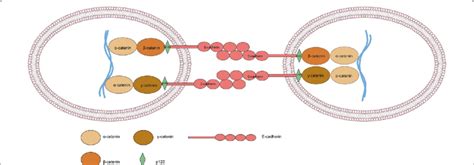 E-Cadherin/β-catenin complex. This complex is a crucial element in... | Download Scientific Diagram