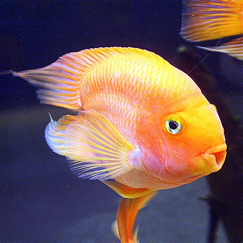 blood parrot cichlid, phuket | blood parrot cichlid, also kn… | Flickr