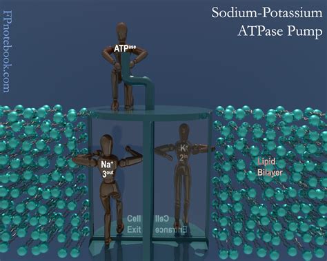 Top 133+ Saltatory conduction animation - Merkantilaklubben.org