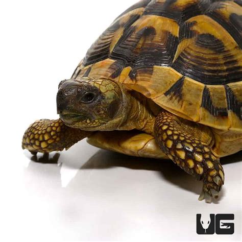 Hermann's Tortoise For Sale - Underground Reptiles