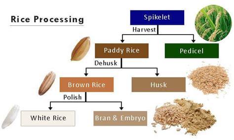 Rice Processing Technology, How Rice is Processed | Rice Milling ...