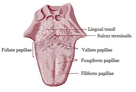 Enlarged Circumvallate Papillae - Definition, Normal Vs Sore, Causes ...