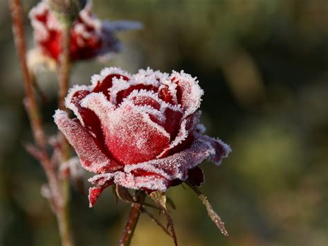 Four Seasons of My Soul: a frozen rose...