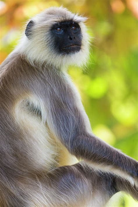 India Grey Langur, Hanuman Langur #6 Photograph by Ralph H. Bendjebar ...