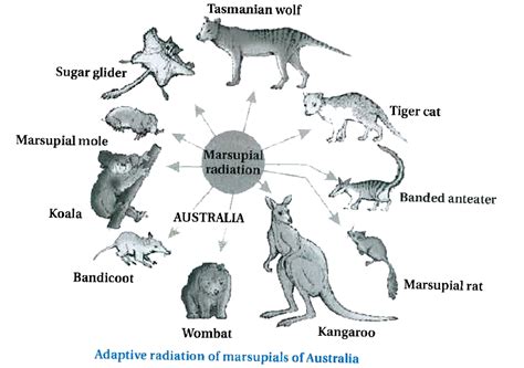 Marsupials Mammals Examples