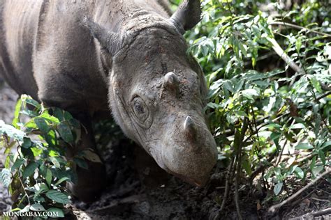 Conservation news on Sumatran Rhino