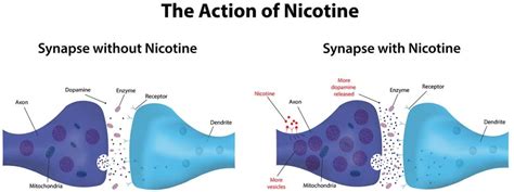 Nicotine Withdrawal Symptoms: Timeline and Coping Skills - CBQ Method