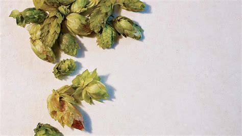 Chefs Go Beyond the Beer to Cook with Hops | Plate