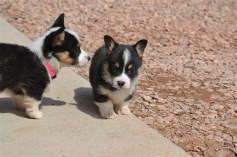 Tri Color Corgi Puppies for Sale | BubaKids.com