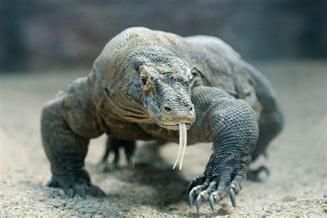 The Blood of the Komodo Dragon Could be Key to Fighting Infection | Digital Trends