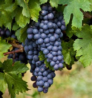 Learn About Wine Grapes Mencia - Berry Bros. & Rudd