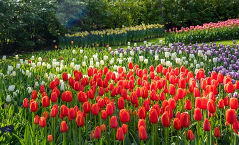Chiêm ngưỡng vườn hoa tulip Keukenhof lớn nhất thế giới tại Hà Lan ...