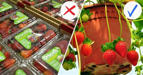 How To Grow Strawberries In Containers - Gardening Channel