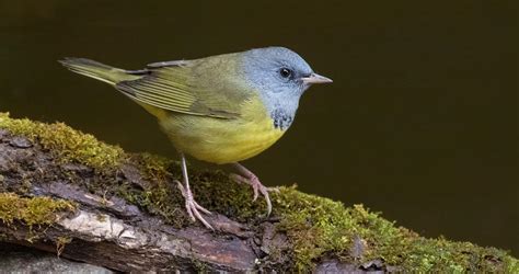 Mourning Warbler Overview, All About Birds, Cornell Lab of Ornithology