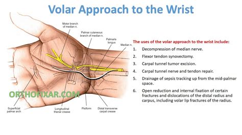 Volar Anatomy