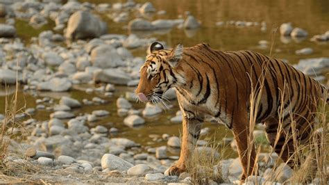 10 Best Things to Do in Jim Corbett Tiger Reserve