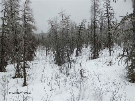 Winter Habitat of the Boreal Woodland Caribou (Rangifer tarandus caribou) in the Northwestern ...