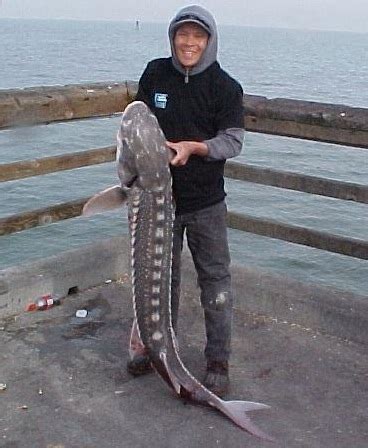 Oyster Point Fishing Pier — South San Francisco - Pier Fishing in California