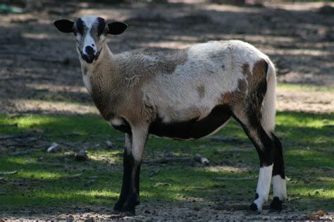 Colors - Still Willow Painted Desert Sheep