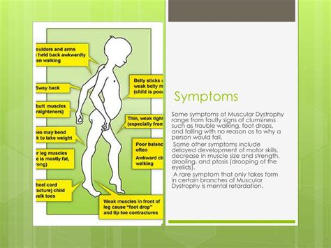 PPT - Muscular Dystrophy PowerPoint Presentation, free download - ID ...