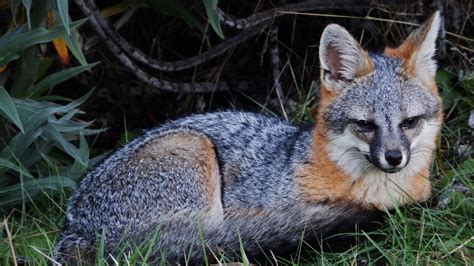 Gray Fox – Mendonoma Sightings