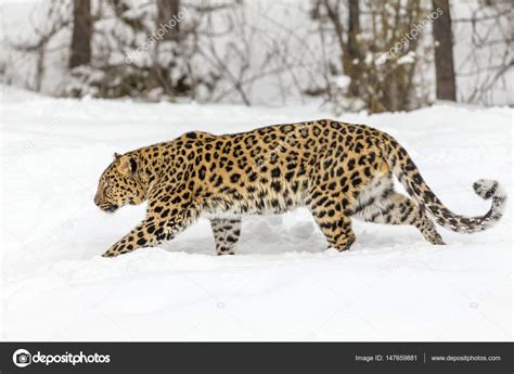 Amur Leopard In The Snow Stock Photo by ©actionsports 147659881