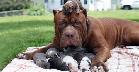 World’s Largest Pitbull “Hulk” Has 8 Puppies Worth Up To Half A Million Dollars | Bored Panda