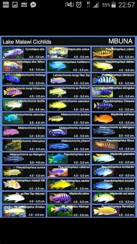 Pin de jim falconer em African Cichlids | Aquário de ciclídeos, Peixes de aquário de água doce ...