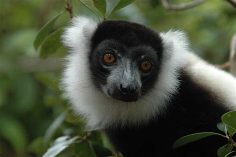 Conservationists Mobilize to Help Endangered Lemurs in Madagascar Through the Pandemic and ...