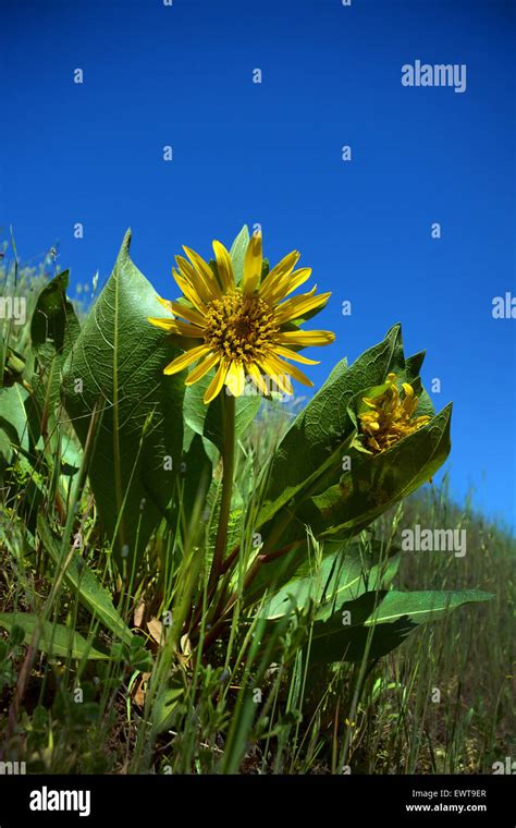 Mule ears wildflowers, Rancho San Antonio County Park, California Stock Photo - Alamy