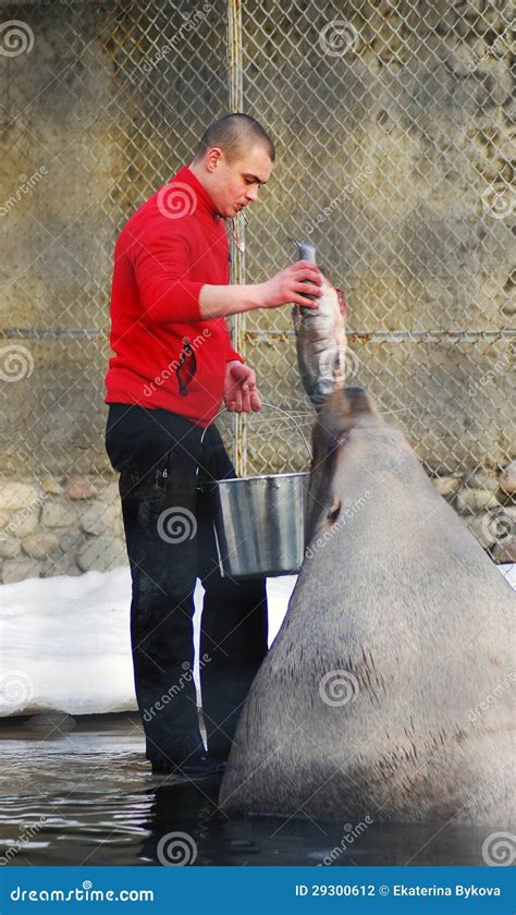 A Man Feeding Sea Lion with a Big Fish Editorial Photography - Image of feed, animal: 29300612