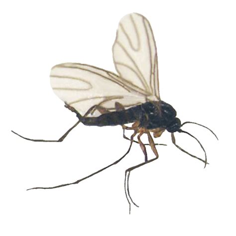 Flying Insects - Adam's Pest Control