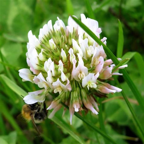 White Clover: A Common Weed That Outcompetes Lawns