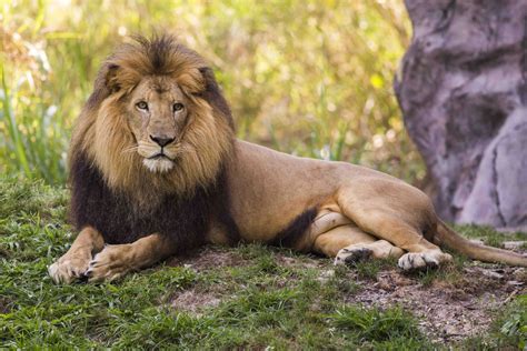 Busch Gardens Tampa World Lion Day 3 - On the Go in MCO