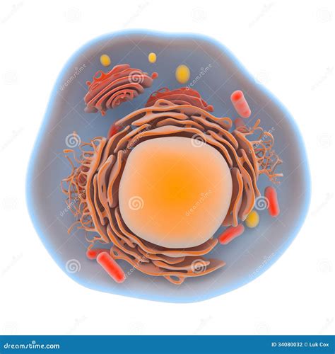 Cell Structure Human Cell Diagram Human Anatomy And Physiology