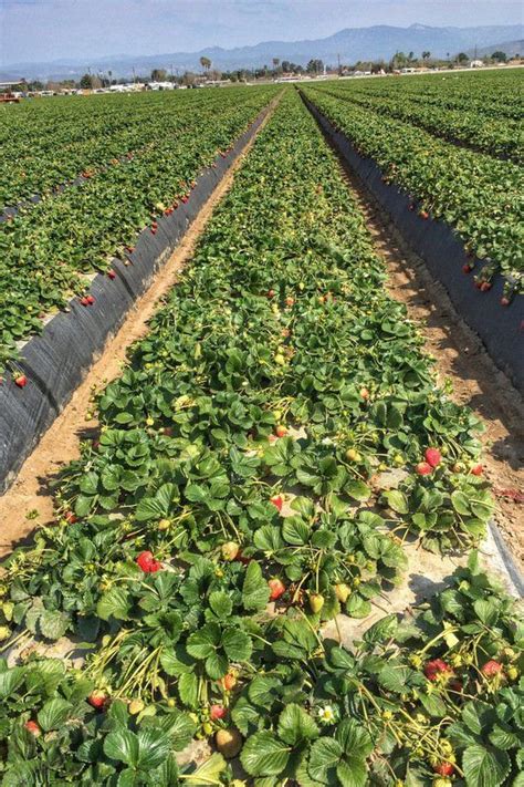 California Strawberry Farm Visit | Strawberry farm, Strawberry garden, Farm visit