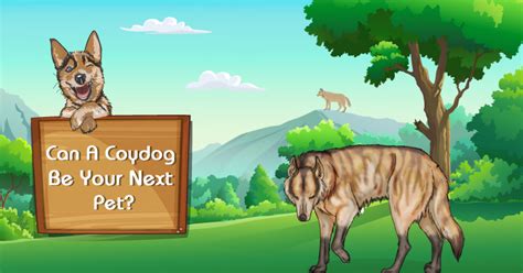 What Is Coydog And How To Identify It - All Truths Revealed