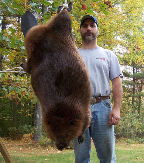 Beaver trapper catches two whoppers | Local News | eagletribune.com