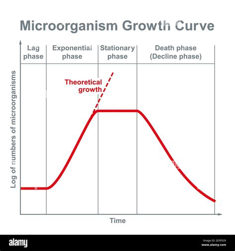 Microorganism growth curve. Ideal kinetic curve of a static culture of microorganisms, such as ...