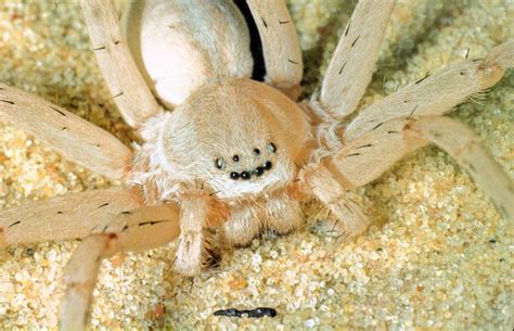 Four new species of huntsman spiders have been discovered in southern ...