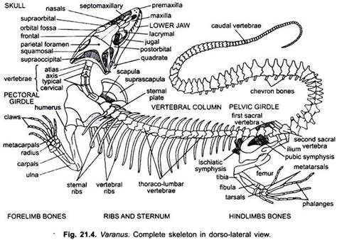 Skeleton of Varanus (With Diagram) | Vertebrates | Chordata | Zoology