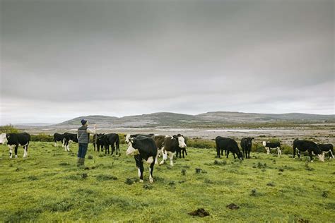 Forage on the Farm- Let's go for a root! - Burren Farm Experience