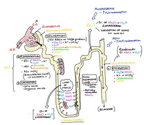 Nephron Anatomy - ANATOMY