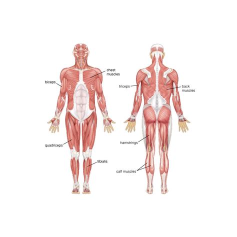 Muscles Of The Quadriceps And Hamstrings