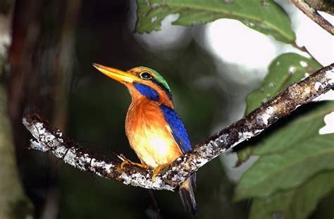 Coraciiformes - Kingfishers, Hornbills Photo Gallery | Wildlife Journal Junior