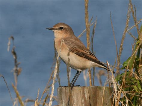 Dorset Wildlife