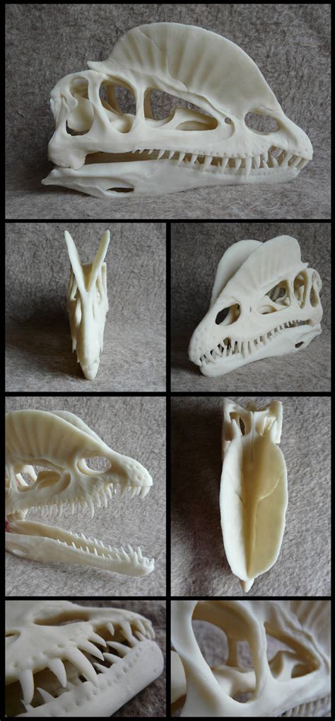 Dilophosaurus Skull by CabinetCuriosities on DeviantArt